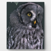 Große Graue Eule Fotoplatte (Vorderseite)