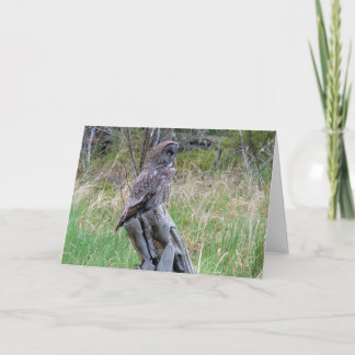 Große graue Eule im Wilden Karte