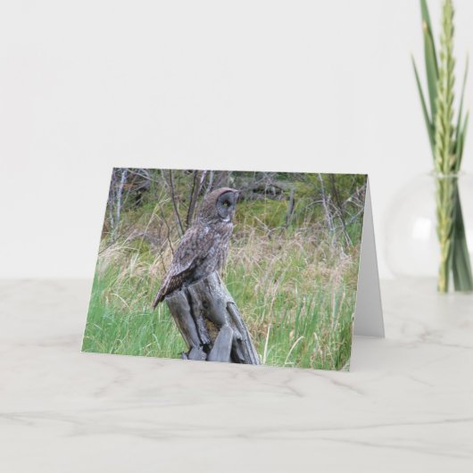 Große graue Eule im Wilden Karte (Vorderseite)