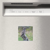Große graue Eule im Wilden Magnet (In Situ (Geschirrspüler))