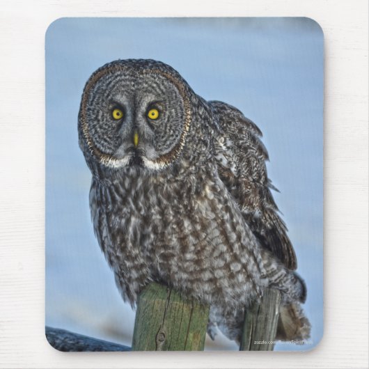 Große graue Eule und Schnee Wildlife Raptor Foto Mousepad (Vorne)