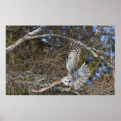 Große graue Schale fliegen Poster (Vorne)