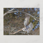 Große graue Schale fliegen Postkarte (Vorderseite)