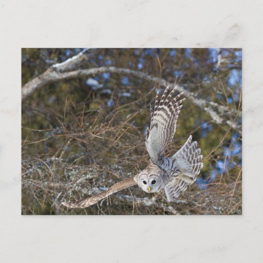 Große graue Schale fliegen Postkarte (Vorderseite)
