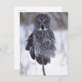 Große graue Schüssel in der Nähe der Pine City MN, Postkarte (Vorne/Hinten)