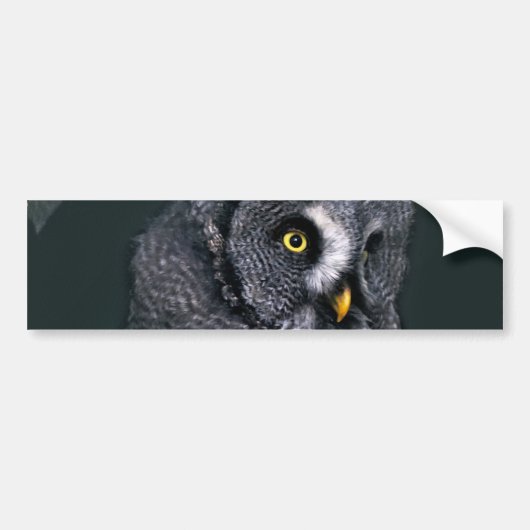 Große Graueule Halloween-Wildlife-Kunst Autoaufkleber (Vorne)