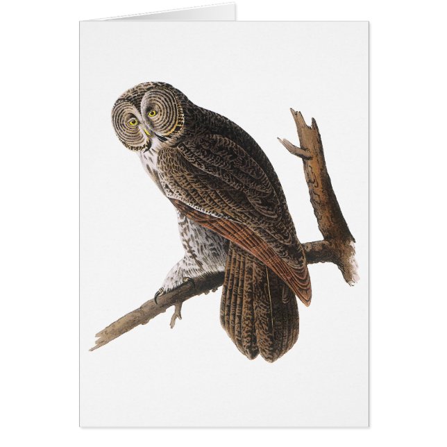 Große Grauschale (Vorne)