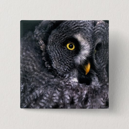 Große Grauschale Button (Vorderseite)