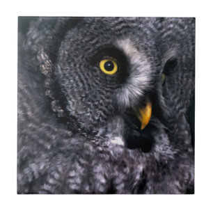 Große Grauschale Fliese