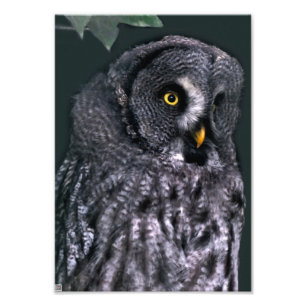 Große Grauschale Fotodruck