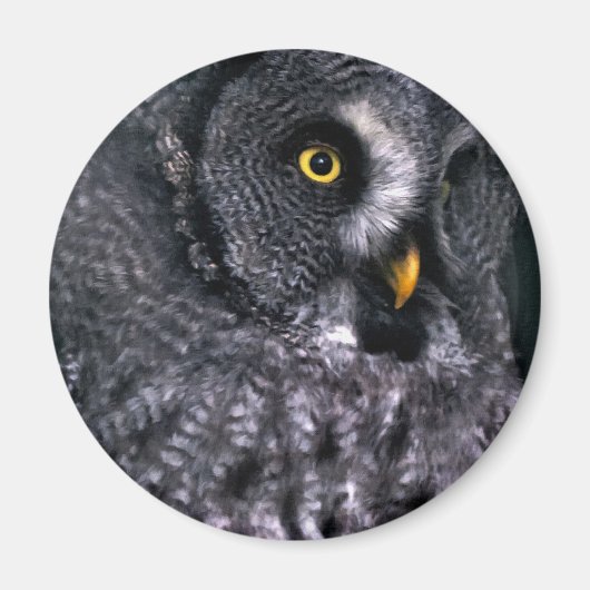 Große Grauschale Magnet (Vorne)