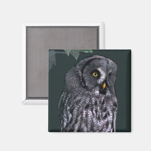 Große Grauschale Magnet (Vorderseite/Rückseite)