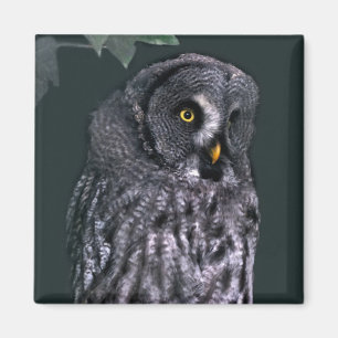 Große Grauschale Magnet