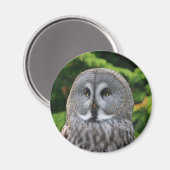 Große Grauschale Magnet (Vorderseite/Rückseite)