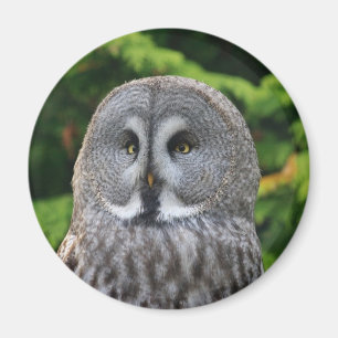 Große Grauschale Magnet