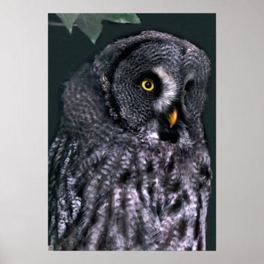 Große Grauschale Poster (Vorne)