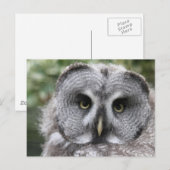 Große Grauschale Postkarte (Vorne/Hinten)