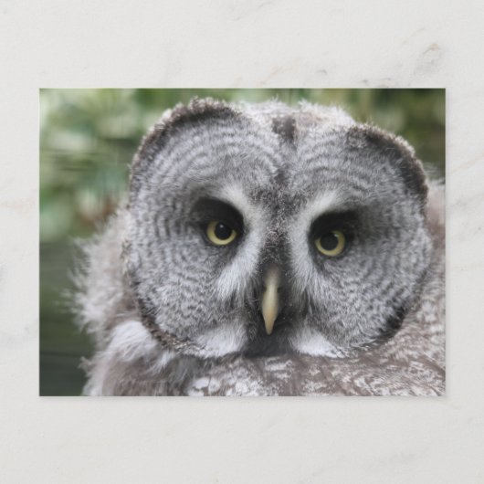 Große Grauschale Postkarte (Vorderseite)