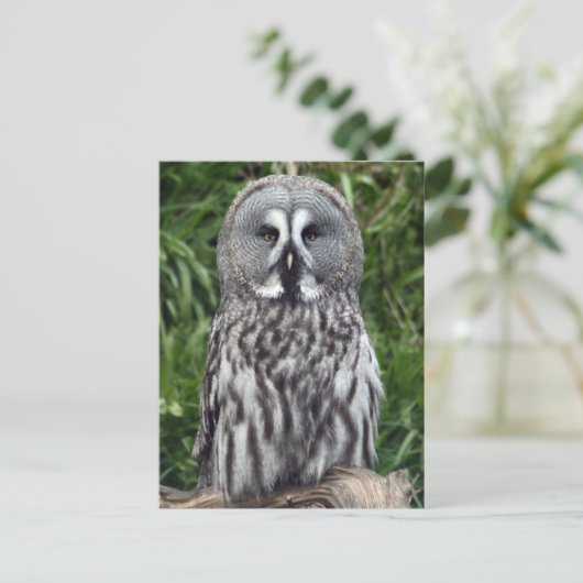 Große Grauschale Postkarte (Stehend Vorderseite)