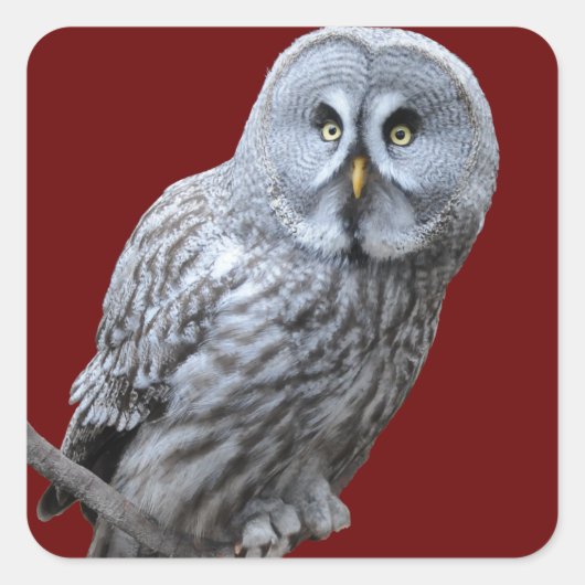 Große Grauschale Quadratischer Aufkleber (Vorderseite)