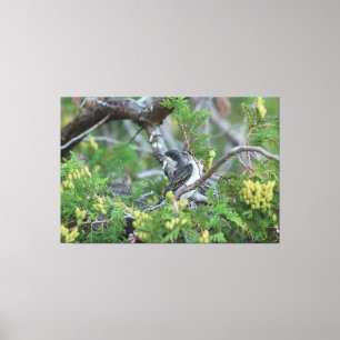 Große Grauvogel-Leinwand Leinwanddruck