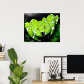 Große grüne Boa-Schlange Leinwand Poster (Heimbüro)