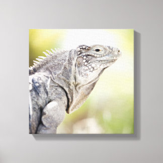 Große grüne Iguana, die in der Sonne liegt Leinwanddruck