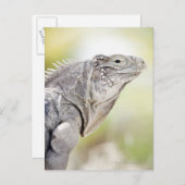 Große grüne Iguana, die in der Sonne liegt Postkarte (Vorne/Hinten)