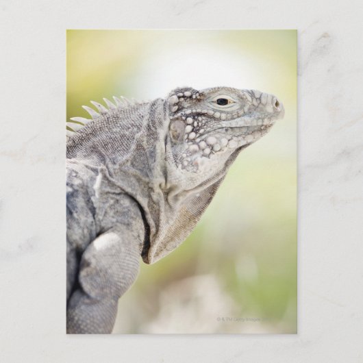 Große grüne Iguana, die in der Sonne liegt Postkarte (Vorderseite)