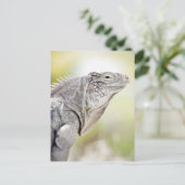Große grüne Iguana, die in der Sonne liegt Postkarte (Stehend Vorderseite)