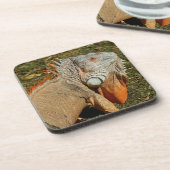 Große grüne Iguana-Eidechse im Gras Getränkeuntersetzer (Linke Seite)