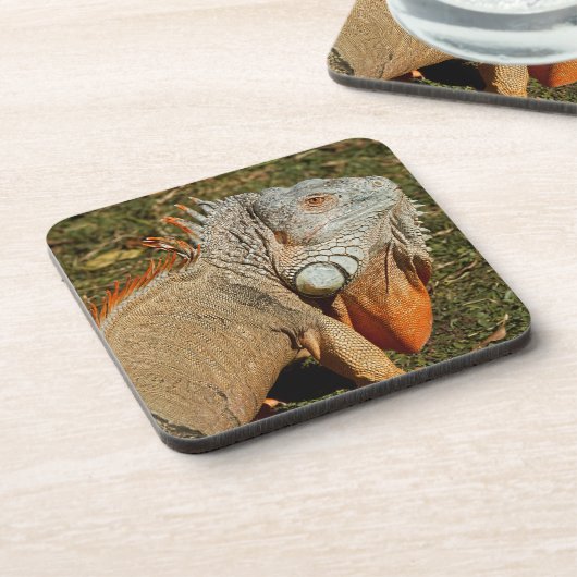 Große grüne Iguana-Eidechse im Gras Getränkeuntersetzer (Linke Seite)