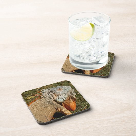 Große grüne Iguana-Eidechse im Gras Getränkeuntersetzer (Rechte Seite)