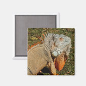 Große grüne Iguana-Eidechse im Gras Magnet (Vorderseite/Rückseite)