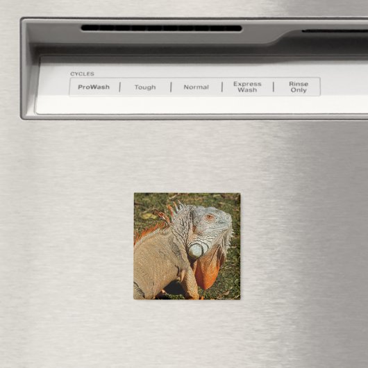 Große grüne Iguana-Eidechse im Gras Magnet (In Situ (Geschirrspüler))