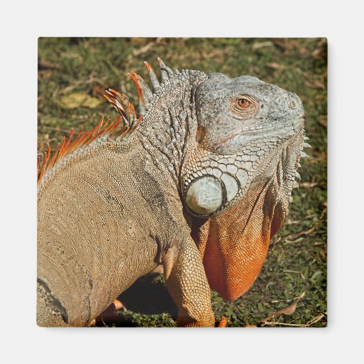 Große grüne Iguana-Eidechse im Gras Magnet (Vorne)