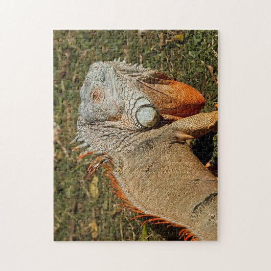 Große grüne Iguana-Eidechse im Gras Puzzle (Vertikal)