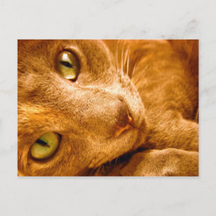 Große Grüntöne Postkarte