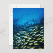 Große Gruppe Bigeye Snapper Fische schwimmen Postkarte (Vorne/Hinten)