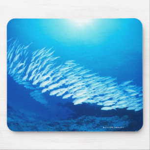 Große Gruppe FlussbarschGoatfishschwimmen Mousepad