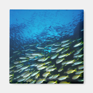 Große Gruppe Großauge-Rotbarschfischschwimmen Magnet
