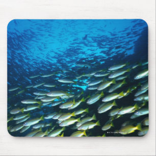 Große Gruppe Großauge-Rotbarschfischschwimmen Mousepad