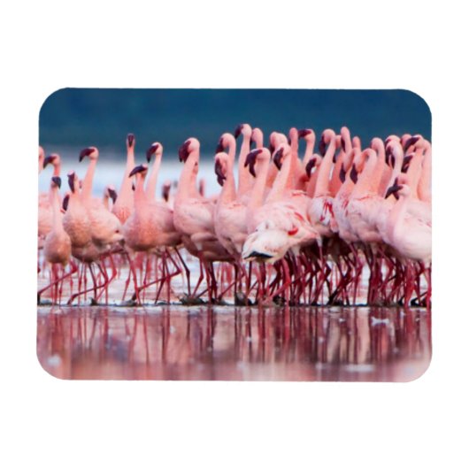 Große Gruppe kleiner Flamingos Magnet (Horizontal)