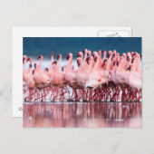 Große Gruppe kleiner Flamingos Postkarte (Vorne/Hinten)