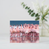 Große Gruppe kleiner Flamingos Postkarte (Stehend Vorderseite)