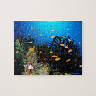 Große Gruppe MeerGoldie Fischschwimmen Puzzle