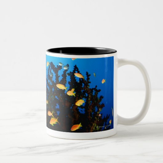 Große Gruppe MeerGoldie Fischschwimmen Zweifarbige Tasse (Rechts)