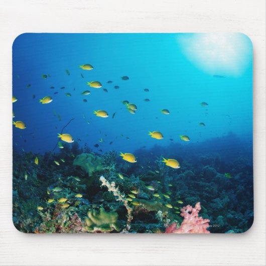 Große Gruppe Orange Fische schwimmen Mousepad (Vorne)