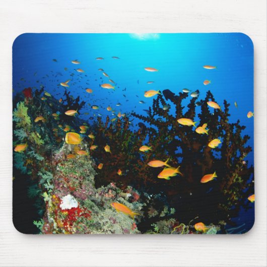 Große Gruppe von Goldfischfischen im Meer Mousepad (Vorne)