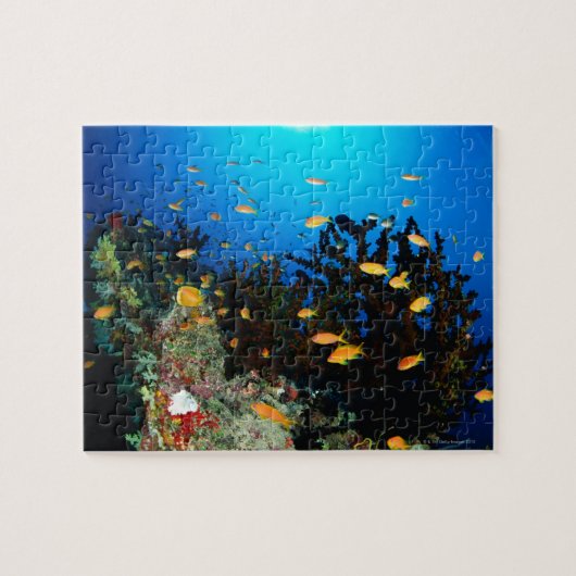 Große Gruppe von Goldfischfischen im Meer Puzzle (Horizontal)